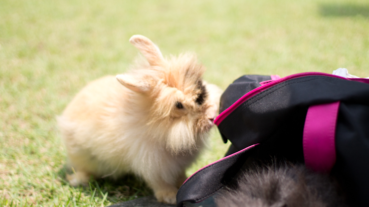 SHENTONISTA-Yazeen-Sales_Bunny_Trainer_Groomer-Singapore-Pennisula_Plaza_Malaysia_Parkway_Parade-April-4-2012